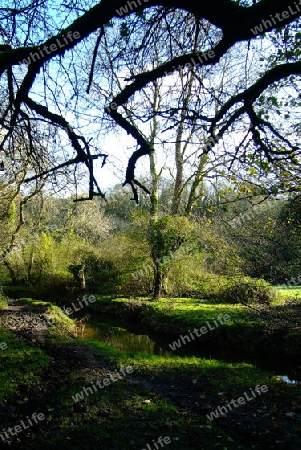 schattenspiele mit baum