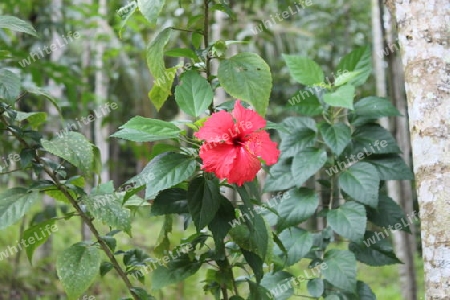 Hibiskus