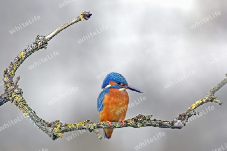 Eisvogel (Alcedo atthis) auf Sitzwarte, Niedersachsen, Deutschland