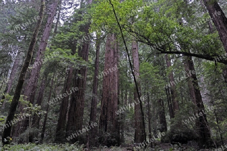 Vegetation und Kustenmammutbaeume, Redwoods,  Sequoia sempervirens, Muir Woods Nationalpark, Kalifornien, USA