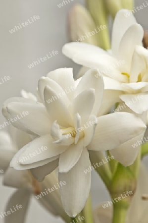 Tuberose