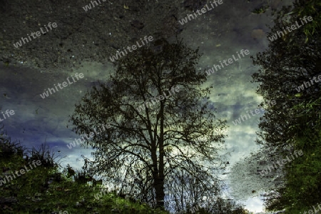 Mirrored Tree