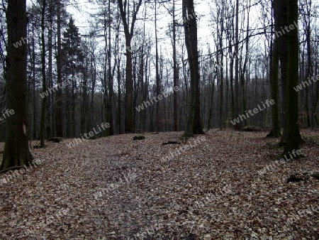 Der Wald