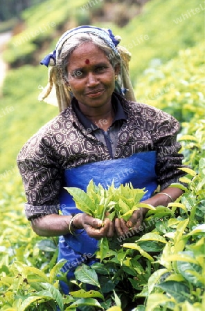 Asien, Indischer Ozean, Sri Lanka,
Eine Tamilische Frau beim pfluecken von Teeblaettern im Tee Anbaugebiet von Nuwara Eliya in Zentralen Gebierge von Sri Lanka. (URS FLUEELER)






