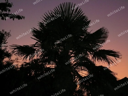 Palme, Abendhimmel