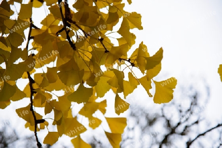 Gingkobl?tter im Herbst