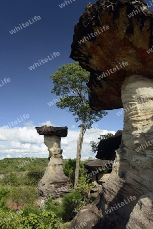 Die Landschaft und Pilzfoermigen Steinformationen im Pha Taem Nationalpark in der Umgebung von Ubon Ratchathani im nordosten von Thailand in Suedostasien.