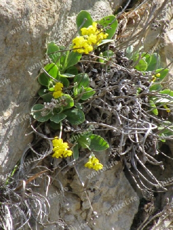 Schluesselblume in Felsspalte in den Alpen