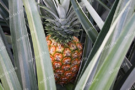 Ananas