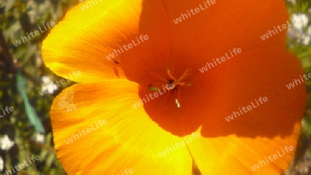 Orange Blume