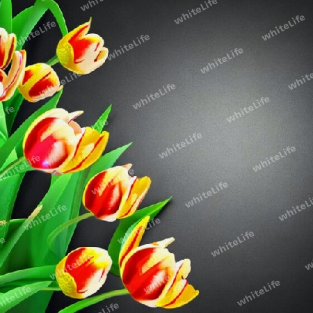 Tulpen