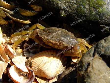 Strandkrabbe in ihrem Versteck