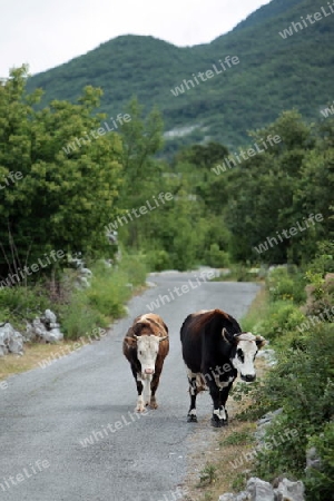 Die Bergstrasse und Landschaft ueber dem Ufer des Skadar See oder Skadarsko Jezero bei Godinjei in Montenegro in Europa.  