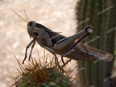 Heuschrecke & Kaktus