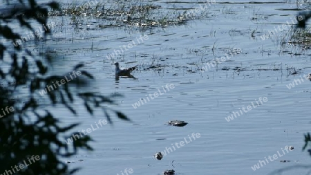 Ente im Licht