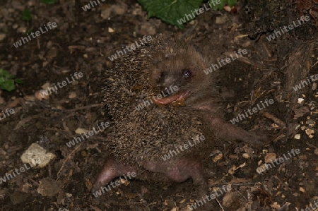 Igel am Putzen