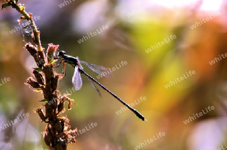 Libelle an Bluetenstengel