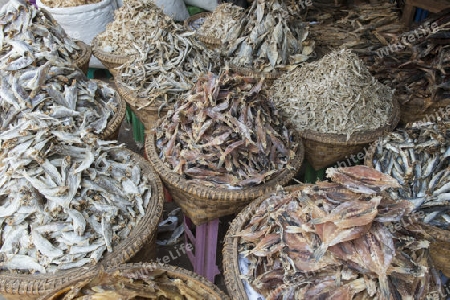 a fish market at a marketstreet in the City of Mandalay in Myanmar in Southeastasia.