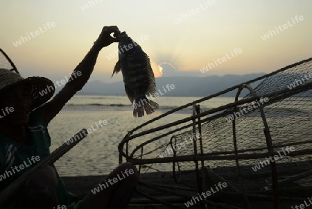 Fishermen at sunrise in the Landscape on the Inle Lake in the Shan State in the east of Myanmar in Southeastasia.