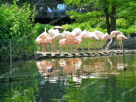 Flamingos