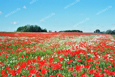 Ein Rotes Meer