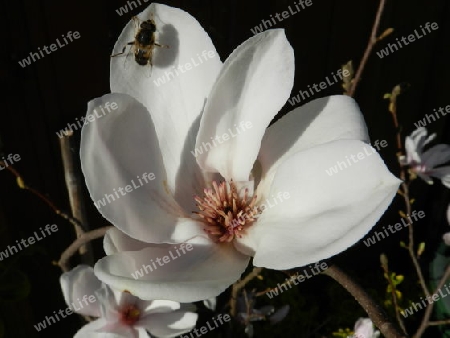 Magnolienbl?te mit Biene