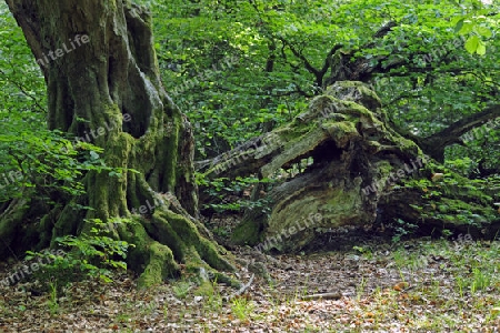 ca. 800 Jahre alte Buche, Fagus, Urwald Sababurg, Hessen, Deutschland