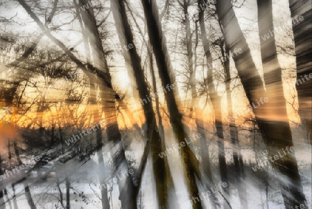 Silhouettes of trees in winter