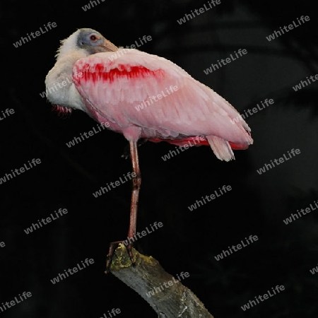 rose bird