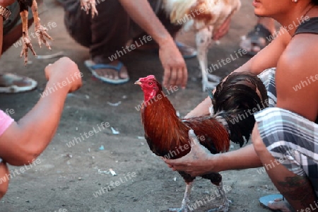 Asien, Indonesien, Bali, Nusa Lembongan, Huehner, Haennenkampf, Hahnenkampf, Tier, Wettspiel,
Menschen und Haenne bei einem traditionellen Haennenkampf auf der Insel Nusa Lembongan bei Bali im osten von Indonesien.       (Urs Flueeler) 