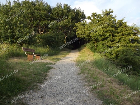 Weg in den Wald