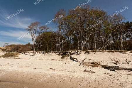 Weststrand auf dem Darss, Nationalpark Vorpommersche Boddenlandschaft, Deutschland