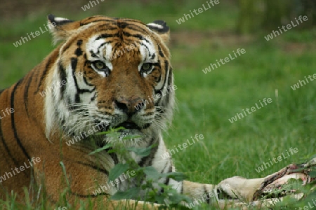 Tiger frontal