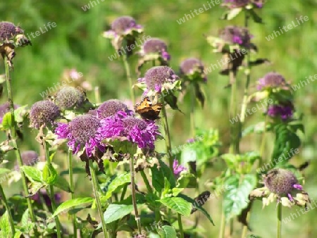 Schmetterling im Herbst