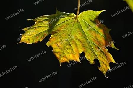 Blatt in der Sonne