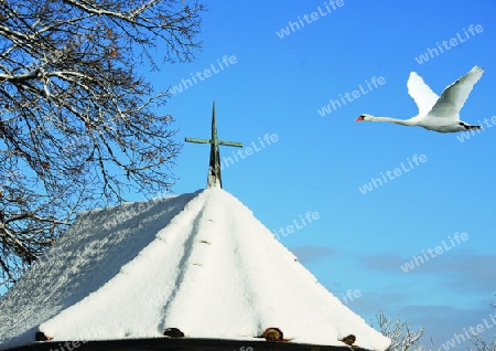 Schwan im Anflug