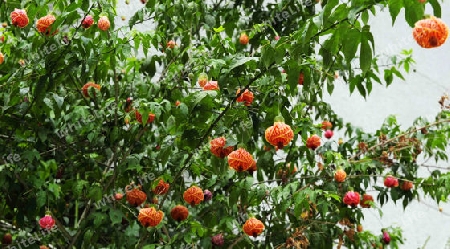 Chinesische Laterne - Abutilon pictum