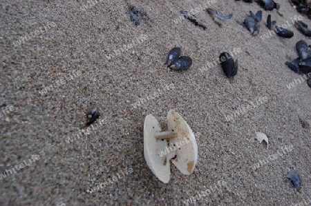 Muscheln am Strand