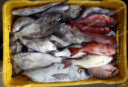 Suedamerika, Karibik, Venezuela, Isla Margarita, Ostkueste, El Tirano, Fischerdorf, Fisch, Frischfisch, Strand, Beach, 