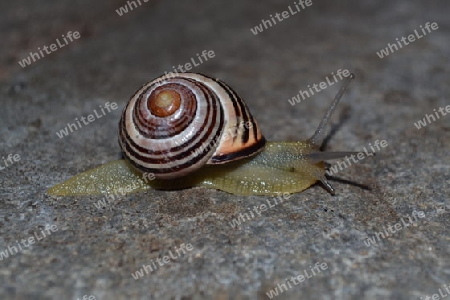 Schnecke 4