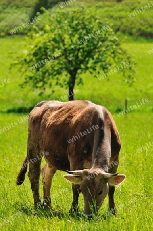 Grasende Milchkuh vor gr?ner Wiese 