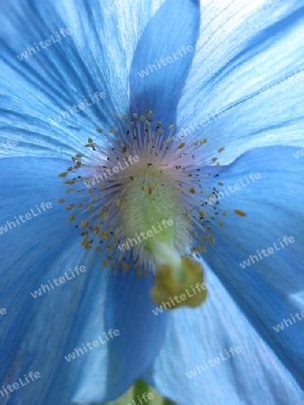 Blaue Blume