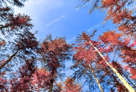 Beautiful pink and purple infrared panorama of a countryside landscape with a blue sky.