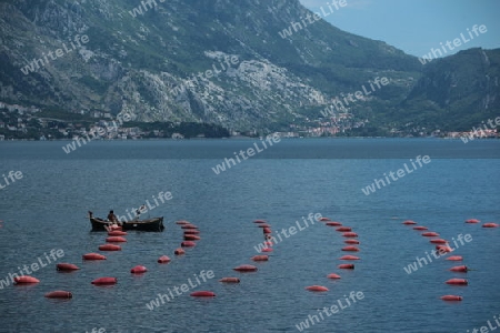 Europa, Osteuropa, Balkan. Montenegro, Mittelmeer, Adria, Persat, Bucht von Kotor, Bucht, Altstadt, Dorf,  Meer, Natur,  Fischzucht, Fisch, Fischfarm, 