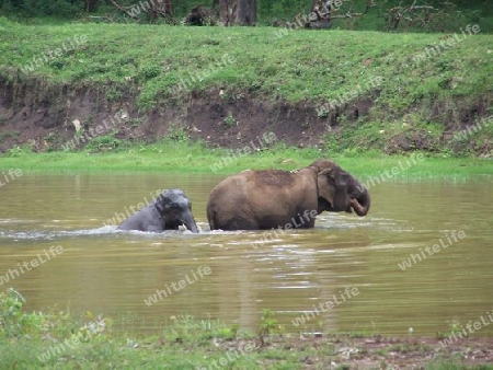 elephant mom and kid