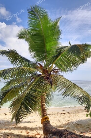 Beautiful palm trees at the beach on the tropical paradise islands Seychelles