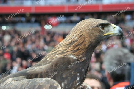 Adler wacht