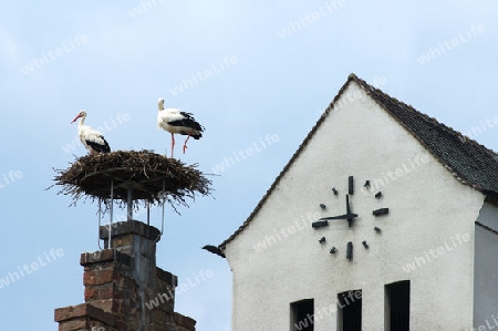 Storchenfamilie im Elsass