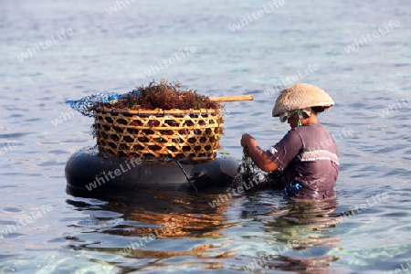 Asien, Suedost, Indonesien, Bali, Insel, Nusa Lembongan, Landschaft, Natur, Meer, Kuestet, Alltag, Wirtschaft, Seegras, Plantage, Rohstoff, Ernte, Frau,     (Urs Flueeler) 