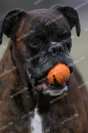 Boxer mit Ball im Maul